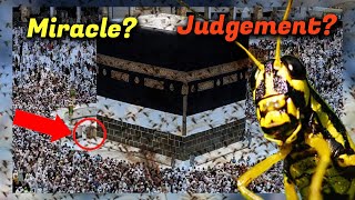 Mecca Under Attack by Bizarre Insect Plague  Shocking Footage Reveals [upl. by Iem846]