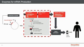 Critical Raw Material for mRNAbased Vaccine Development [upl. by Akemihs]