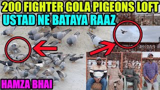 200 Fighter Gola Pigeons Loft Hamza Bhai Ustad Imran Nihari 200 Kabooter Dour Ki Tayari Season 2024 [upl. by Kristin511]