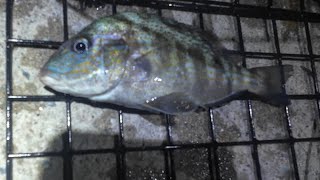 Caught a pigfish in nyc while fishing for porgies catch and cleaning fishing with daughters [upl. by Star]