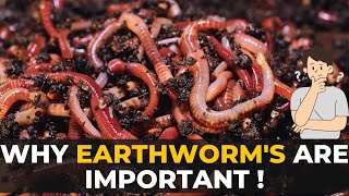 Earthworms  Why Earthworms are Important  The Planet Voice [upl. by Asiret]