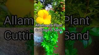 Allamanda Plant Cuttings ✂️ Growing in Sand youtubeshorts plants flowers [upl. by Thant]