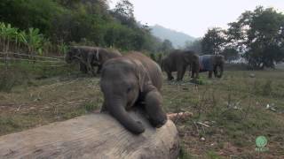 Clumsy Baby Elephant  ElephantNews [upl. by Atilrahc]