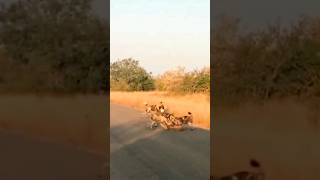 wild dogs eat a baby impala alive 😰😱 wilddog animals impala [upl. by Yeleen]