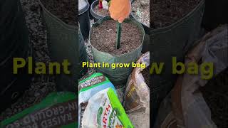 Planting sweet potato slips in grow bags  Container Vegetable Gardening [upl. by Gone]