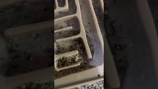 My 80 queen odorous house ant colony update 1 [upl. by Llerej]