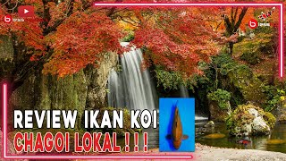 Harga 100 k Ikan Koi Chagoi Midori Soragoi Polosan Penjinak Kolam Filter  Ikan Koi Pelengkap [upl. by Dirfliw]