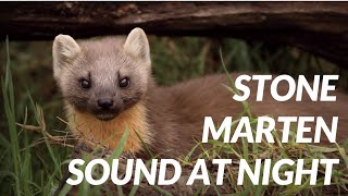 Marten sound at night  Cri de fouine [upl. by Kerri]