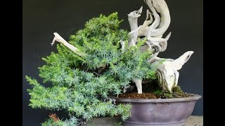 Westringia Bonsai Tree Care Guide [upl. by Valley]