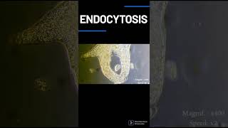 What is endocytosis process [upl. by Alat158]