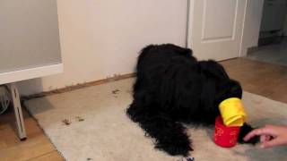 amazing dog trick stacking cups  Elliot the Briard [upl. by Connor254]