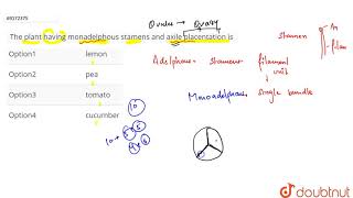 The plant haviig monadelphous staments and axile placentation is [upl. by Reniti]