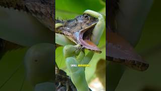 What This Praying Mantis Does to Its Prey Left Us Shook 😵 [upl. by Yanal]