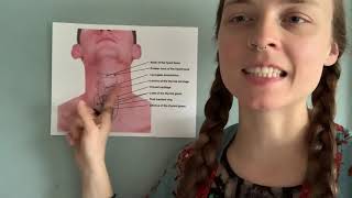 Laryngeal Massage for MTD muscle tension dysphonia [upl. by Colene508]