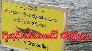 දියවන්නාවේ කිඹුලා Crocodile spotted in Colombo Diyawanna Oya [upl. by Aldon773]