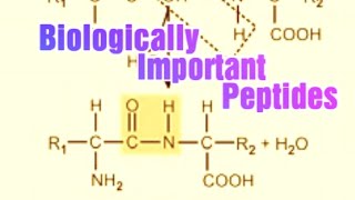 Biologically Important Peptides Biochemistry [upl. by Eugenides]