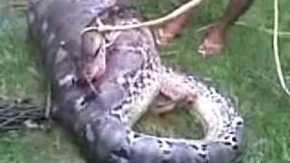 snake eat cow in south sulawesi INdonesia [upl. by Fremont900]