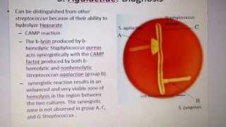 Camp reaction for diagnosing streptococcus agalactiae [upl. by Nennerb152]