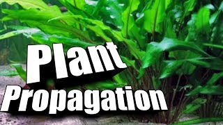 How to quotPropagatequot Cryptocorynes  Easy Guide to Aquarium Plants [upl. by Pember]