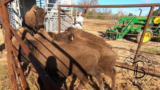 Ep 323  3 Bison Escape and 4 Busted Fences [upl. by Yelrihs668]