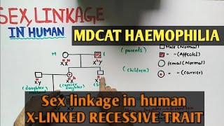 X linked recessive haemophilia  NMDCAT 2021 [upl. by Silloc]