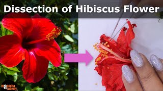 Dissection of flower │12th class biology │Practical [upl. by Ibrek]