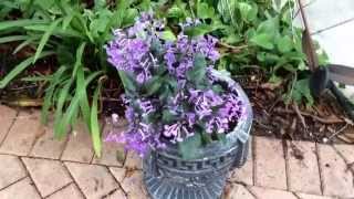 Plectranthus quot Mona Lavender quot [upl. by Rasure]