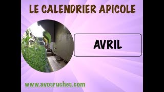 Calendrier Apicole  AVRIL [upl. by Sirmons]