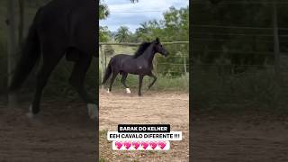 Será que marcha picado bunito👏🏻👏🏻🤩💖🏡🌳🐎😍🫶🥰❤️ [upl. by Oatis]