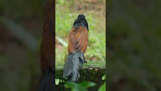 The Greater Coucal Bird A Sound Youll Never Forget Shorts birdsounds [upl. by Desma]