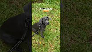 Cane Corso de 3 meses canecorsokrakn corsokrakn dog pets mexico doglover [upl. by Epilihp]