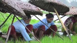 Got Rice Subsistence Rice farming in Rural Nepal [upl. by Burner]