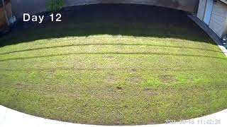 SeedSuperStore SS1000 Tall Fescue Blend Germination Time Lapse  Day 5 to 25 [upl. by Wexler]