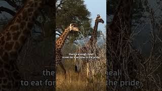 Lion vs Giraffe Who WINS🦁🦒 lions giraffe safari fighting fight lioness africa wildlife [upl. by Barrus]