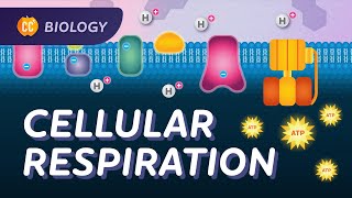 Cellular Respiration Do Cells Breathe Crash Course Biology 27 [upl. by Ard]