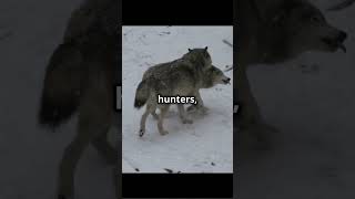 🐺 Dire Wolves The RealLife ‘Game of Thrones’ Beasts facts animals wolves gameofthrones [upl. by Elletnohs]