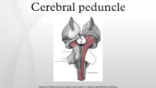 Cerebral peduncle [upl. by Iram191]