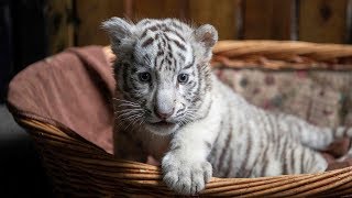 Cute alert White tiger triplets make first public appearance in SW China [upl. by Ker280]