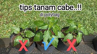 cara mudah menanam cabe di polybag agar cepat gedecabe cabai caberawit [upl. by Nomaid]