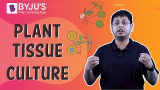 Plant Tissue Culture [upl. by Bonnette]