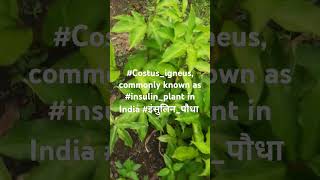 Costusigneus commonly known as insulinplant in India इंसुलिनपौधा [upl. by Hut938]