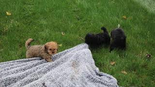 Cavapoo Puppies for Sale [upl. by Alleyn]