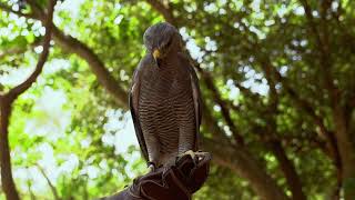 Hawk Sounds to Scare Birds [upl. by Noislla]