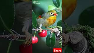 Beutiful bird🕊️  खूबसूरत पक्षी shortvideos akviralz birds [upl. by Navonoj587]