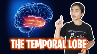 The Temporal Lobe  Human Brain Series [upl. by Montgomery]