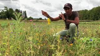 Comment Attirer les Insdispensables Pollinisateurs au Potager [upl. by Rolyks]