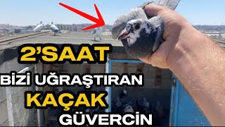 2’SAAT SONRA YAKALADIĞIM KAÇAK YAVRU GÜVERCİN [upl. by Yetac]