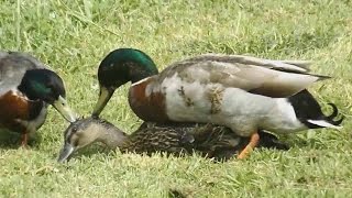 Mallard Ducks Mating  Duck Mating [upl. by Letnahs]