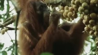 Orangutans Feeding in the Trees  Wild Indonesia  BBC Earth [upl. by Drona]