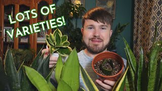 Sansevieria Complete Care Guide  Origins Plant Care and Propagation 3 Methods [upl. by Mccomb]